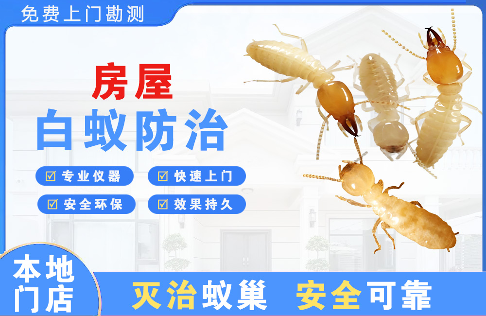 鄂州房屋白蚁防治
